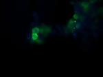 POGK Antibody in Immunocytochemistry (ICC/IF)