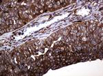 POGK Antibody in Immunohistochemistry (Paraffin) (IHC (P))