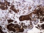 POGK Antibody in Immunohistochemistry (Paraffin) (IHC (P))