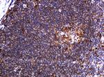 POGK Antibody in Immunohistochemistry (Paraffin) (IHC (P))