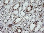 POGK Antibody in Immunohistochemistry (Paraffin) (IHC (P))