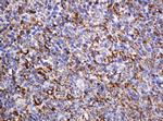 POGK Antibody in Immunohistochemistry (Paraffin) (IHC (P))