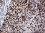 POGK Antibody in Immunohistochemistry (Paraffin) (IHC (P))