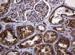 POGK Antibody in Immunohistochemistry (Paraffin) (IHC (P))