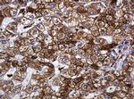 POGK Antibody in Immunohistochemistry (Paraffin) (IHC (P))