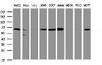 POGK Antibody in Western Blot (WB)