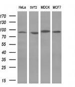 POLI Antibody in Western Blot (WB)