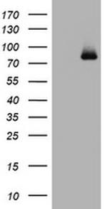 POLI Antibody in Western Blot (WB)