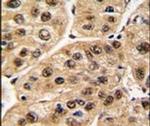 POLR1C Antibody in Immunohistochemistry (IHC)