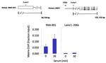 POLR1C Antibody in ChIP Assay (ChIP)