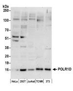 POLR1D Antibody in Western Blot (WB)