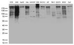 POLR2A Antibody in Western Blot (WB)