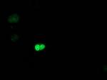 POLR2E Antibody in Immunocytochemistry (ICC/IF)