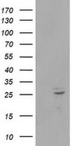 POLR2E Antibody in Western Blot (WB)