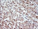 POLR3GL Antibody in Immunohistochemistry (Paraffin) (IHC (P))