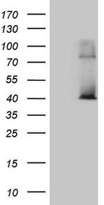 POLR3H Antibody in Western Blot (WB)