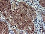 POMC Antibody in Immunohistochemistry (Paraffin) (IHC (P))