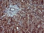 POMC Antibody in Immunohistochemistry (Paraffin) (IHC (P))