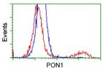 PON1 Antibody in Flow Cytometry (Flow)