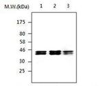 PON2 Antibody in Western Blot (WB)