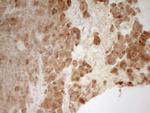 PON3 Antibody in Immunohistochemistry (Paraffin) (IHC (P))