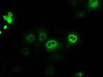 POR Antibody in Immunocytochemistry (ICC/IF)