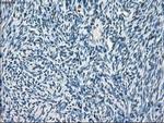 POR Antibody in Immunohistochemistry (Paraffin) (IHC (P))