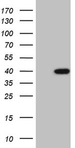 POU4F3 Antibody in Western Blot (WB)