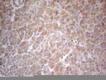 PPA2 Antibody in Immunohistochemistry (Paraffin) (IHC (P))