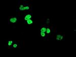 PPARA Antibody in Immunocytochemistry (ICC/IF)