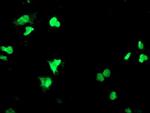 PPARA Antibody in Immunocytochemistry (ICC/IF)