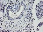 PPIL6 Antibody in Immunohistochemistry (Paraffin) (IHC (P))