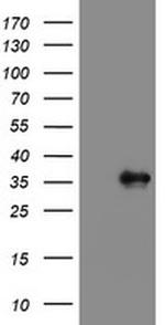 PPIL6 Antibody in Western Blot (WB)