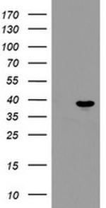 PPIL6 Antibody in Western Blot (WB)