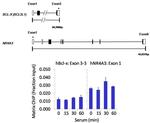 PP1 alpha Antibody in ChIP Assay (ChIP)