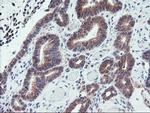 PPP1R15A Antibody in Immunohistochemistry (Paraffin) (IHC (P))