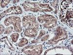 PPP1R15A Antibody in Immunohistochemistry (Paraffin) (IHC (P))