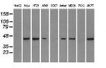 PPP1R7 Antibody in Western Blot (WB)