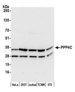 PPP4C Antibody in Western Blot (WB)