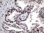 PPP4C Antibody in Immunohistochemistry (Paraffin) (IHC (P))