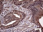 PPP4C Antibody in Immunohistochemistry (Paraffin) (IHC (P))