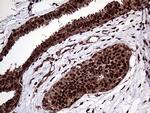 PPP4C Antibody in Immunohistochemistry (Paraffin) (IHC (P))