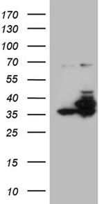 PPP4C Antibody in Western Blot (WB)