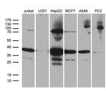 PPP4C Antibody in Western Blot (WB)