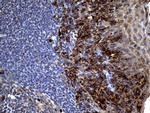 PPP4R4 Antibody in Immunohistochemistry (Paraffin) (IHC (P))