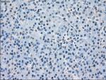 PPP5C Antibody in Immunohistochemistry (Paraffin) (IHC (P))