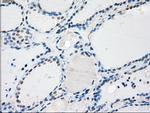 PPP5C Antibody in Immunohistochemistry (Paraffin) (IHC (P))