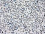 PPP5C Antibody in Immunohistochemistry (Paraffin) (IHC (P))