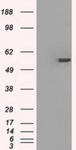 PPP5C Antibody in Western Blot (WB)