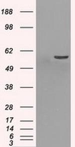 PPP5C Antibody in Western Blot (WB)